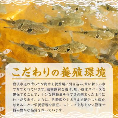 ふるさと納税 佐伯市 豊後水道 とらふぐ 切り身 (計1.2kg) |  | 03