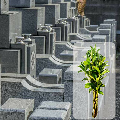 【ふるさと納税】［全12回］ お墓掃除定期便＋しきみ1対 | お墓 代行 掃除 送料無料 おすすめ 定期便