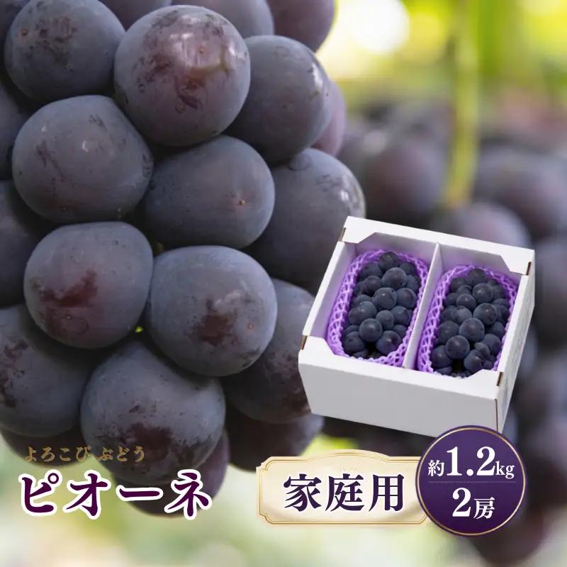 家庭用 ピオーネ 約1.2kg 2房 岡山県新見市 もりおか農園 よろこびぶどう  【先行予約 2026年9月上旬から順次発送】