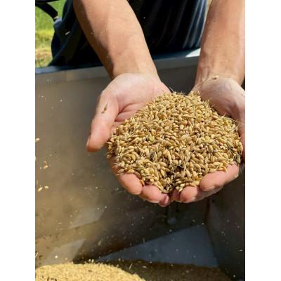 ふるさと納税 魚津市 【新米】天日干し こしひかり「富の環」　玄米10kg【北アルプス早月川最上流の棚田米】 |  | 01