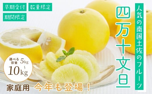 
                  【選べる 容量】 四万十 文旦 家庭用 5kg 10kg 早期受付 期間限定 数量限定 人気 ぶんたん 土佐文旦 ブンタン 冬 旬 限定 国産 フルーツ 果物 柑橘 高知 四万十 しまんと お取り寄せ 産地直送 送料無料 【配送時期：2026年2月下旬～3月上旬】
                