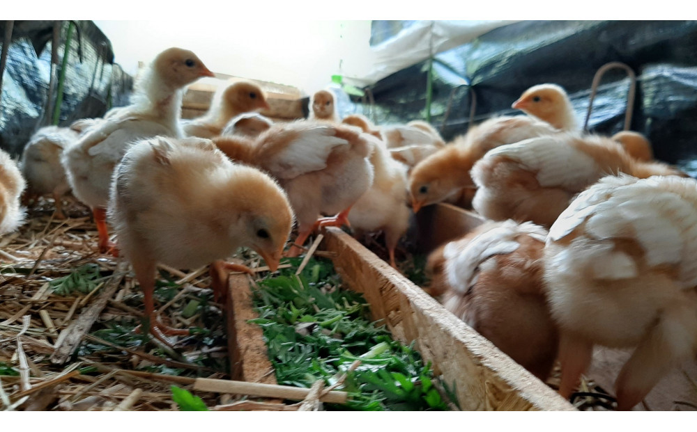 【定期便：12か月】単なる平飼いではない『わたしたちのぷらどたまご』6パック（60個）セット