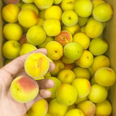 ふるさと納税 紀の川市 【秀品】南高梅 (完熟) 2L以下 約6kg