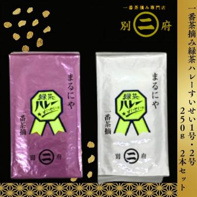ふるさと納税 別府市 一番茶摘み緑茶ハレーすいせい1号・2号(250g×2本セット)