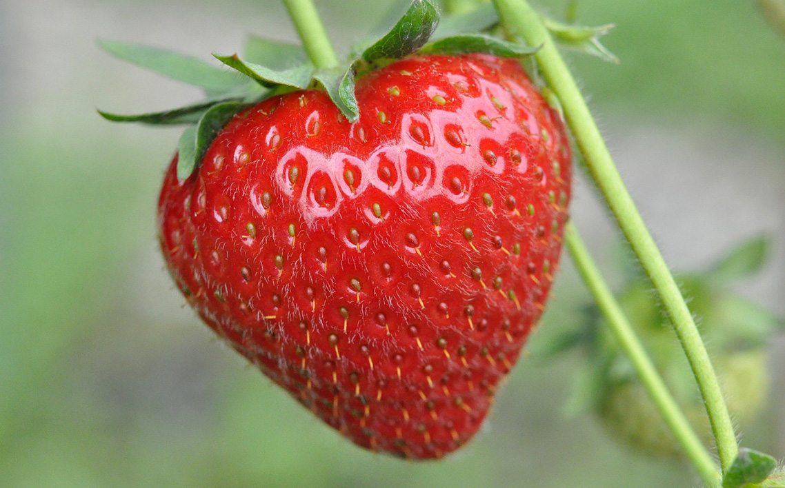 No.406 訳あり　おいしいいちご　有機JAS認証いちご　700g　36粒