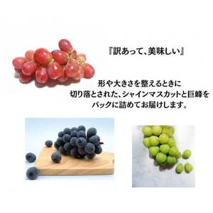 【2026年先行受付】訳あり 葡萄3品種 粒シャインマスカット 黒ぶどう 赤ぶどう 計1kg【配送不可地域：離島・沖縄県】【1703902】