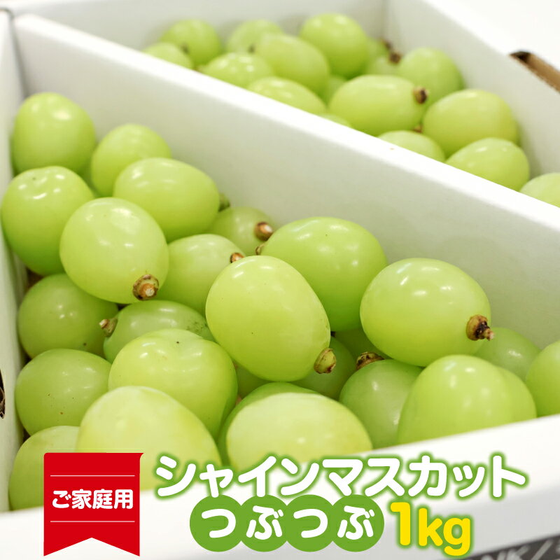 【ふるさと納税】【先行予約】《ご家庭用》令和8年産 訳ありシャインマスカット つぶつぶ 1kg 山形県産 2026年産 【2026年9月上旬頃〜10月中旬頃発送予定】※配送不可 沖縄・離島果物 ぶどう 葡萄 フルーツ ブドウ 種なし 産地直送 生産者直送 国産 ふるさと納税