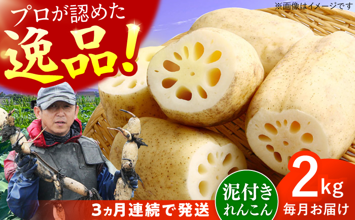 【先行予約】【全3回定期便】田島屋れんこん（泥付き） 計6kg（2kg×3回） / 蓮根 / 佐賀県 / 田島屋れんこん [41ASDA005]
