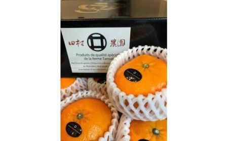【12月より発送】 特級品 愛果28号 4.5kg | みかん 愛果28号 柑橘 愛果28号 みかん 愛果28号 あいか 果物 フルーツ 松山市 愛媛県 田村農園 【TMN0101】