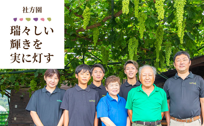 【先行予約】【数量限定】社方園の シャインマスカット 一房 化粧箱入り【合同会社 社方園】 シャインマスカット 果物 一房 ぶどう  [ZBZ005]