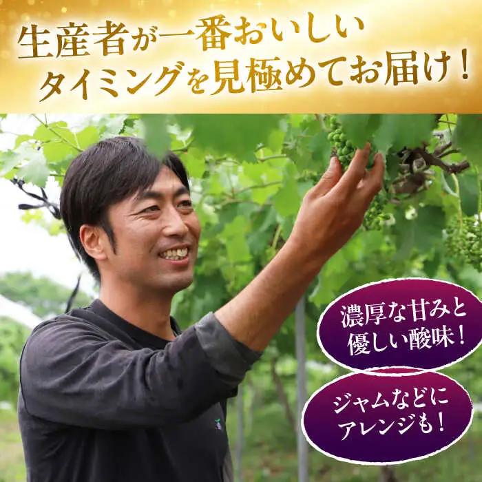 【2026年先行予約】ぶどう ＜9月上旬から順次発送＞ ベリーA 2kg [APCK005] ぶどう
