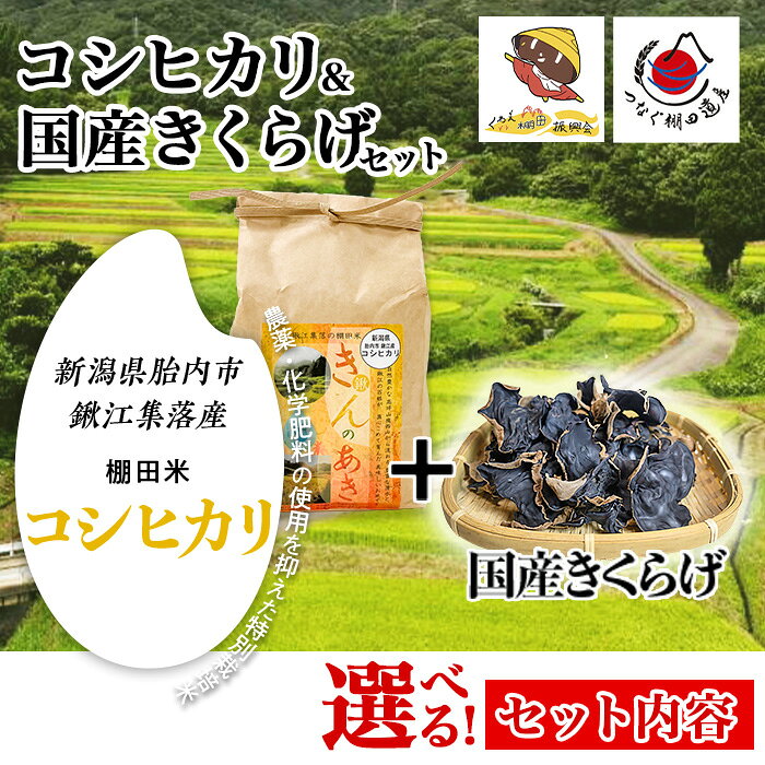 【ふるさと納税】国産きくらげ＋棚田米きんのあき セット 新潟県産こしひかり 新米 令和8年産 コシヒカリ 特別栽培米 選べる 内容量 1kg 2kg 3kg 5kg 10kg 小分け 5kg×2袋 乾燥 きくらげ 無添加 オーガニック 美容 健康 食物繊維 ビタミンD 干しきくらげ 佃煮 お取り寄せ