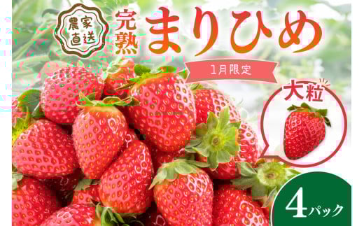 農家直送！ 大粒完熟まりひめ いちご 4パック（1月限定）【配送不可地域 北海道 沖縄 離島】 期間限定 苺 イチゴ ケーキ デザート おやつ 果物 フルーツ オリジナルブランド 新鮮 柔らかい 甘い 糖度 旨味 食べ応え抜群