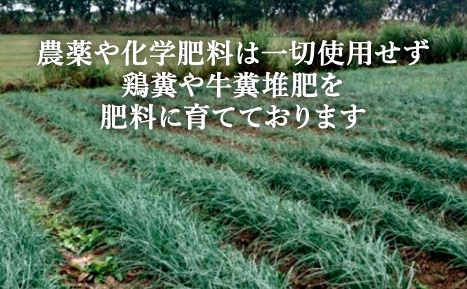 ≪2026年2月下旬～5月下旬発送≫採れたて島らっきょう 500g 【 沖縄県 石垣市 野菜 らっきょう 島らっきょう おつまみ 採れたて 料理 漬物 天ぷら おかぴ農園 産地直送 】OK-01 50