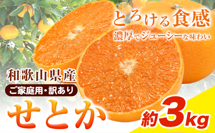 【先行予約】【家庭用 訳あり】とろける食感!ジューシー柑橘 せとか 約 3kg 魚鶴商店 《2026年2月上旬-3月中旬頃出荷》 和歌山県 日高町 みかん 柑橘 果物 フルーツ 送料無料