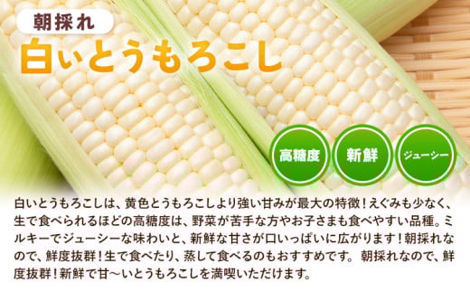 とうもろこし 白いとうもろこし 約4kg 10本入り 朝採れ クール便 野木町産 矢畑むらづくり組合 《2026年6月下旬-7月下旬頃出荷》栃木県 野木町 トウモロコシ 野菜
