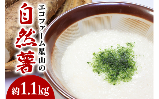 エコファーム星山の自然薯　1.1㎏