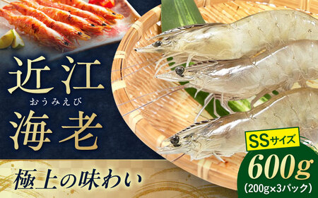 近江海老 600g(SSサイズ)[AQBA005]えび 近江海老 エビ