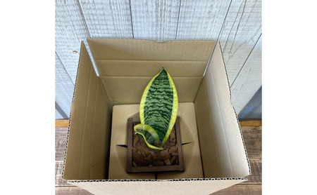 インテリア 植物 サンスベリア プランター 全2色 観葉植物 福岡 小郡市 黄色