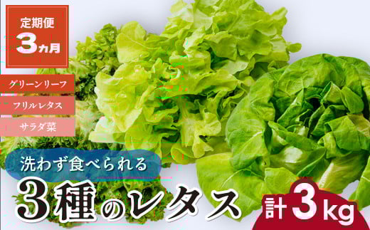 【定期便3ヶ月】 ＜洗わず食べられる・室内水耕栽培＞ 3種のレタス 1回1kg(500g×2袋)×3ヵ月 | レタス 野菜 大容量 新鮮レタス オーガニック野菜 無農薬 野菜直送 フレッシュ サラダ サラダ用野菜 健康志向 こだわり フレッシュ 産地直送 食品ギフト セット 緑黄色野菜 新鮮 安心野菜 旬 低カロリー レタスボウル カロテン 定期便 スマイル農場 埼玉県 東松山市