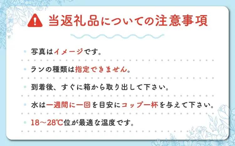 洋蘭 洋蘭ギフトL 鉢花 （高さ60～80cm） 蘭 胡蝶蘭 【森水木のラン屋さん】