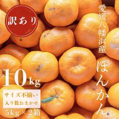 
            国安さんちの愛媛ポンカン10kg＜訳あり＞＜C20-13＞_ みかん ミカン 柑橘 くだもの 果物 フルーツ ぽんかん ポンカン 甘い ワケアリ 訳あり わけあり 規格外 傷 不揃い 常温 デザート 産地直送 産直 愛媛 人気 【1094582】
          