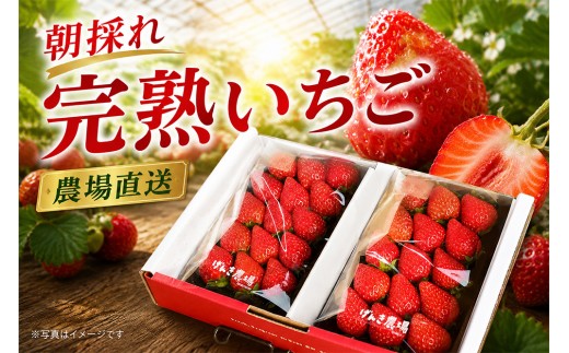 【2027年1月発送】【先行予約】【農場直送！】紅ほっぺ(約280g×4P)【ふるさと納税 佐賀県 基山町産 げんき農場 苺 ブランド苺 イチゴ いちご フルーツ 果物 くだもの 美味しい おいしい 