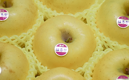 No.2615 りんご「はるか」約2kg【2026年度発送】