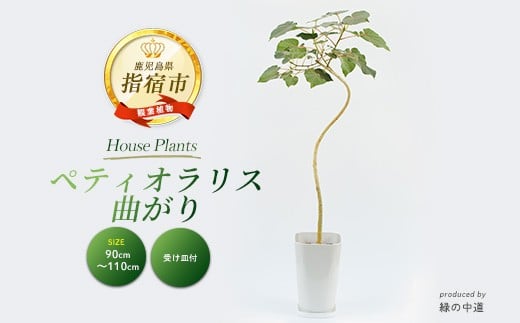 【観葉植物】ペティオラリス 曲がり 90cm～110cm(緑の中道/032-1980) 観葉植物 植物 鉢付 インテリア 室内 オフィス ペティオラリス おしゃれ プレゼント ギフト 開店祝い 移転祝い【配送不可地域：北海道・沖縄県・離島】