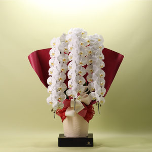 959 フォアスPREMIUM 胡蝶蘭 3本立ち48輪以上 白 (B959-2)