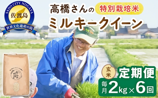 【定期便 令和8年産新米 6か月】 佐渡島産ミルキークイーン 玄米 2kg 令和8年産新米 特別栽培米 高橋農園 | 新潟県産ミルキークイーン 佐渡産ミルキークイーン ミルキークイーン お米 米 玄米 げんまい おこめ コメ 2キロ にいがた さど 新潟県 佐渡市
