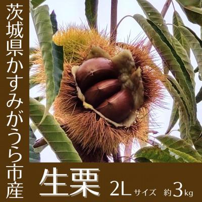 ふるさと納税 かすみがうら市 【2025年10月発送開始】産地直送!久保田果樹園の生栗2Lサイズ約3kg