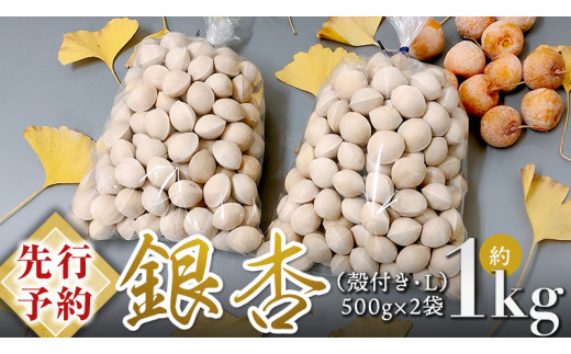 
            【 先行予約 2025年10月上旬以降発送 】銀杏 ぎんなん 約1kg ( 殻付き ・ L )　500g × 2袋 銀杏 ぎんなん イチョウ 秋 美味 栄養満点 健康 高血圧予防 むくみ改善 疲労回復 美肌 [AX025ya][SZRY]
          