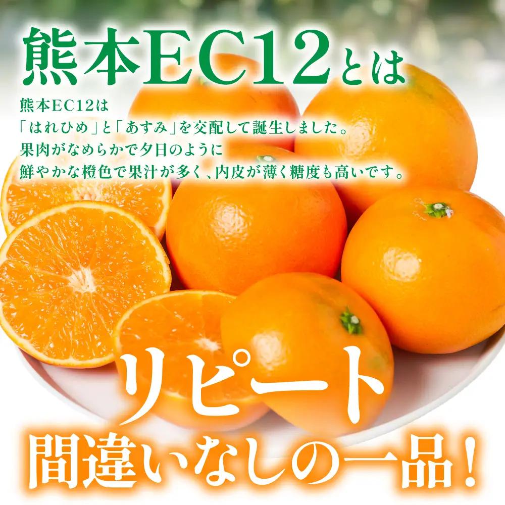 【先行予約】 みかん 八代市東陽町産の 「熊本EC12みかん」 約3kg みかん 【2026年12月上旬より順次発送】