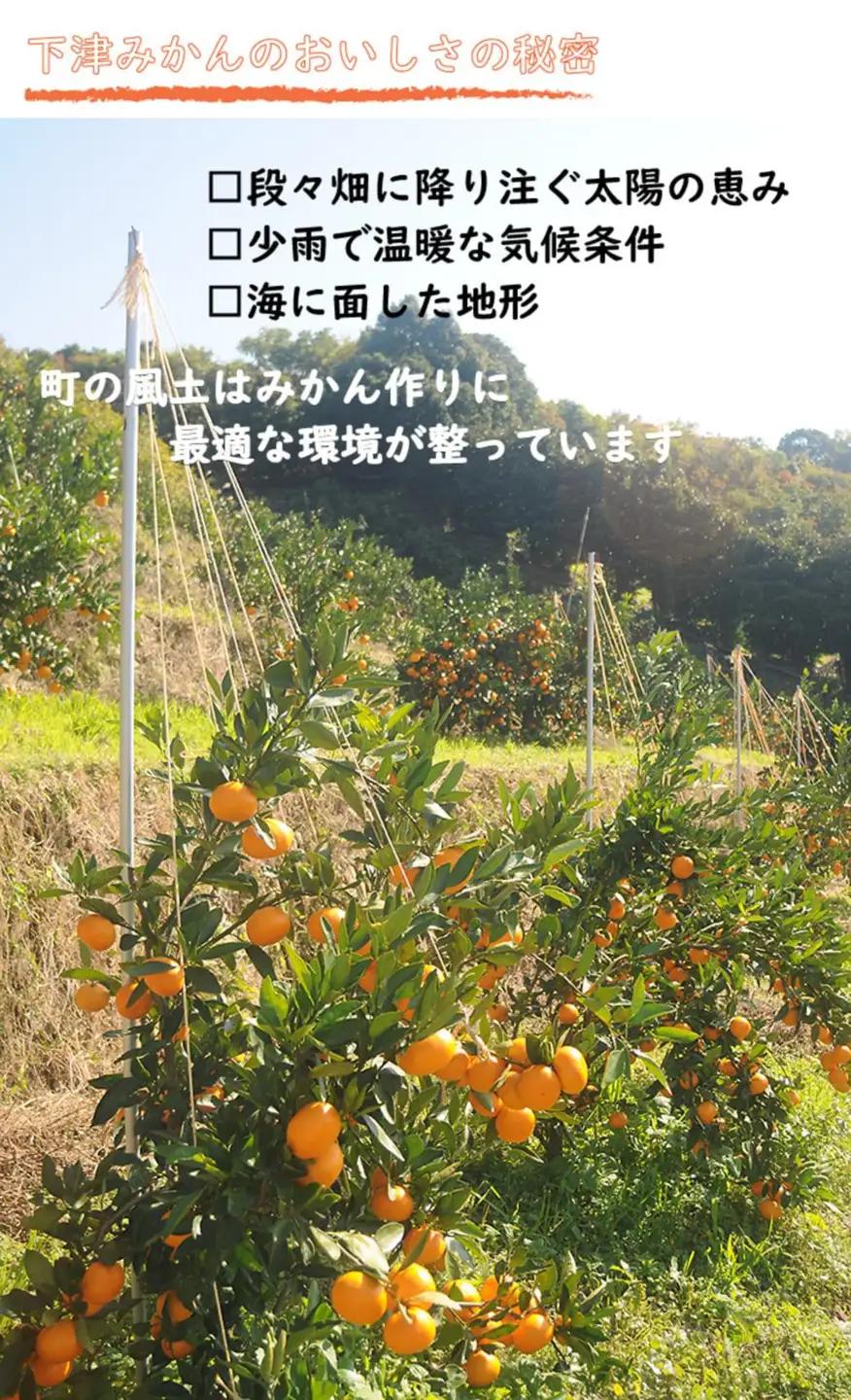 【極早生みかん】6.5kg 小玉サイズ 和歌山県産 2026年10月より農家直送 日南早生みかんなど［Mg40］