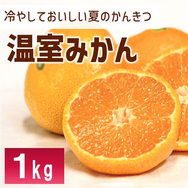 【ふるさと納税】ハウスみかん 1kg みかん【8月上旬から順次発送予定】 人気 数量限定 柑橘 伊予市 ｜ B426