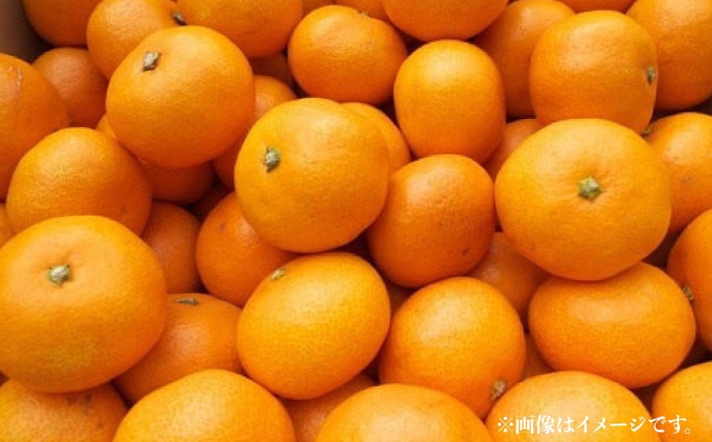 熊本県産温州みかん 5kg（30-35玉）