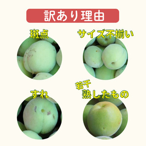 南高梅 青梅 約3kg (＋保証100g)【訳あり】 サイズ不揃い カキエモン農園【BX-kkem012】