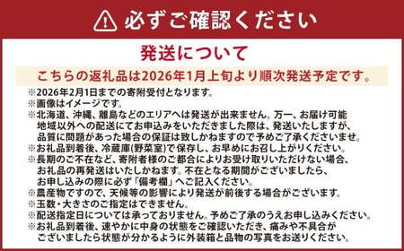 熊本県産 いちご （ゆうべに）2パック 約500g 苺 ゆうべに 【2026年1月上旬発送開始】