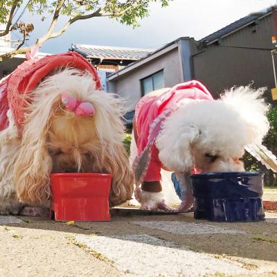 ふるさと納税 瑞浪市 美濃焼　陶器製ペット用フードボウル【早食い防止 高台フードボウル(大/グレー)pet111】 |  | 01