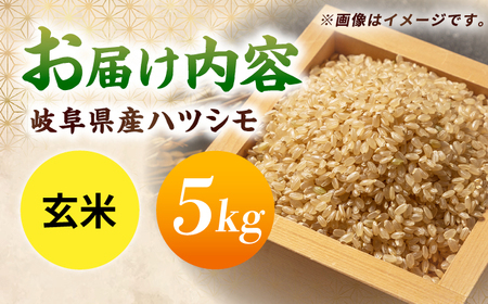 令和7年産 ハツシモ 玄米 5kg 腸活 ヘルシー 米 ブランド米 岐阜市 / 川瀬ファーム[ANIB003]