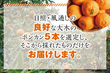 【先行予約】プレミア和歌山認定！ ポンカン姫 5kg 【2026年1月上旬～2026年2月上旬発送予定】 数量限定の極上ポンカン 柑橘類 ぽんかん フルーツ 果実 みかん ミカン オレンジ 旬 限定【