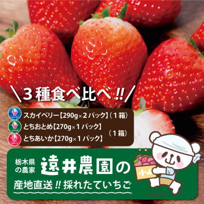 
栃木県産のいちご3種食べ比べ|スカイベリー2パック(1箱)・とちおとめ・とちあいか各1パック(1箱)【1518934】
