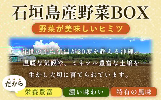 石垣島産 野菜 BOX　1箱 ≪定番・旬の野菜６~８種類≫ 野菜パワーをあなたに！！｜野菜セット おまかせセット 旬 季節のお野菜 旬の野菜セット 詰め合わせ 島野菜 沖縄県 石垣市 石垣島 CK-1