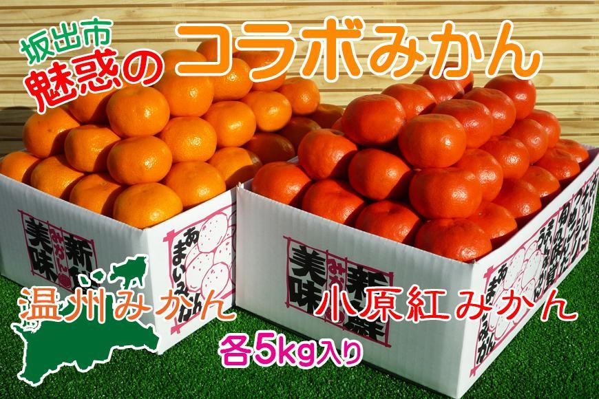 
小原紅早生 & 完熟温州 セット 約10kg ( 小原紅早生みかん約5kg & 完熟温州みかん約5kg ) S ～ Lサイズ ｜ みかん

