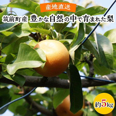 【産地直送】筑前町の豊かな自然の中で育まれた梨(約5kg)【梨 なし ナシ 幸水 豊水 秋月 甘太 新高 王秋 愛宕 果物 くだもの 果実 フルーツ 新鮮 フレッシュ 旬 筑前町産 食品 おすすめ 人