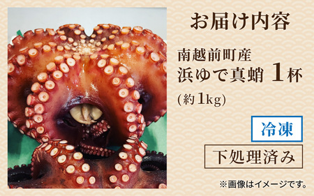 【先行予約】茹でたこ 約1.0kg※2026年5月中旬ごろ順次発送｜北陸 タコ 下処理済み [B-018007]