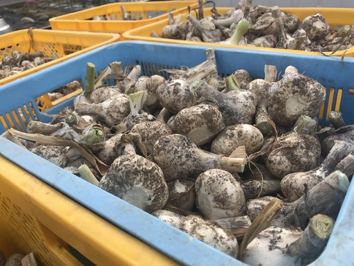 飛騨産 生にんにく 選べる内容量 500g  生 ニンニク【6月中旬～下旬発送】水村農園 