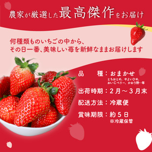 【2026年2月より発送】　先行予約 品種おまかせいちご 1000g 苺 いちご いちご いちご いちご いちご