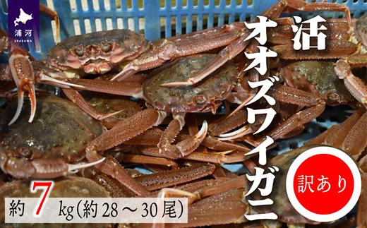 
◆期間・数量限定◆訳あり 活オオズワイガニ約7kg(約28～30尾入)[02-1411]
